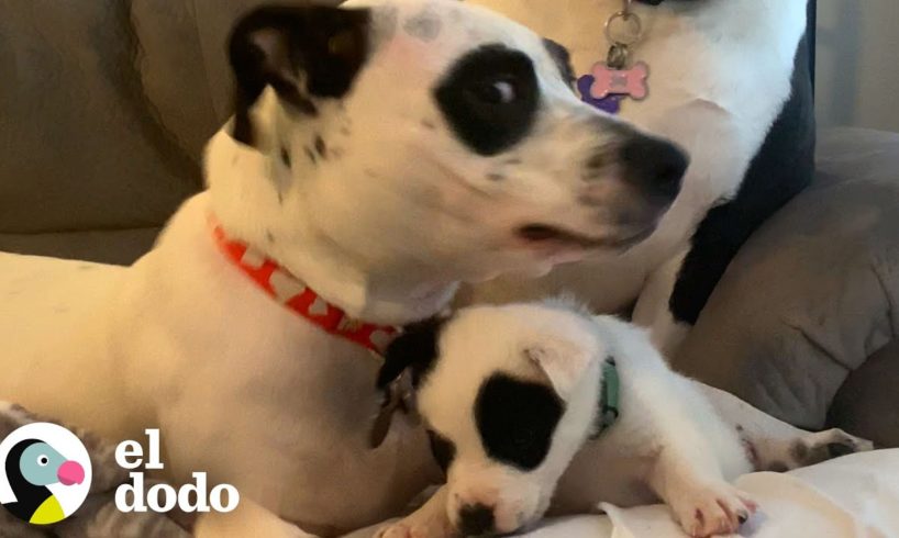 Perros 'panda' grandes son tan cariñosos con su nuevo bebé adoptivo | El Dodo