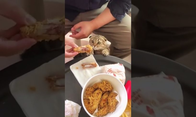 #Pets #lovers #Cutepets #Funny puppies🤣 #cute puppies #Shorts