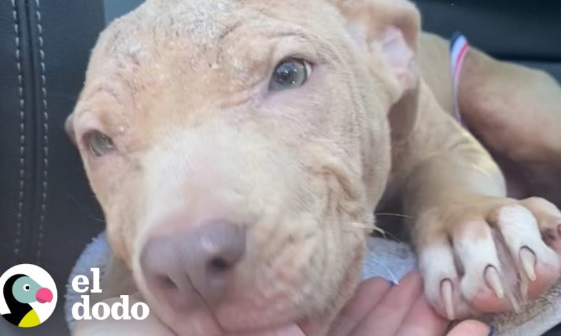 Pitbull muy tímida comienza a florecer gracias a su hermano de paso | El Dodo