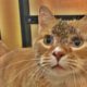 Pitiful Cat Just Wants Food And That's Its Only Purpose (Animal Rescue Video)