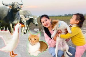 Play with family animals - cat, chicken, duck, buffalo