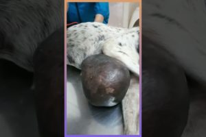 Poor dog with Massive Tumor Rescued