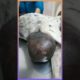 Poor dog with Massive Tumor Rescued