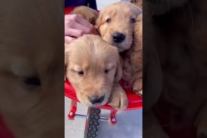 Puppies going for a Ride!