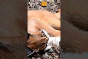 RARE VIDEO Of A Caracal Playing With It's Food #shorts #animals #wildlife