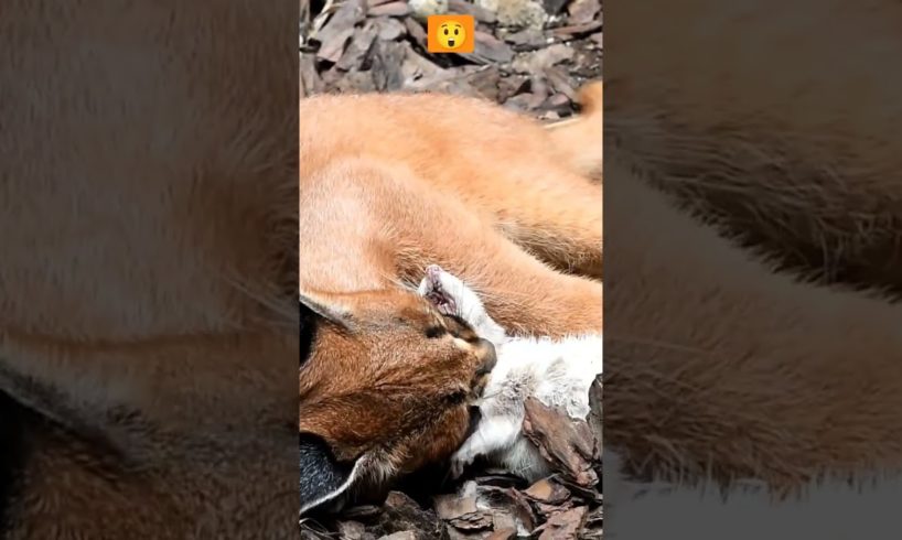 RARE VIDEO Of A Caracal Playing With It's Food #shorts #animals #wildlife
