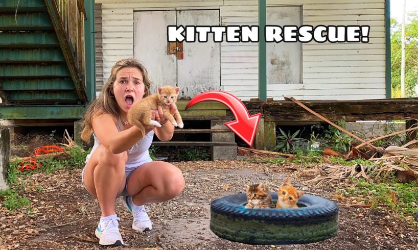 RESCUED KITTENS FOUND AT ABANDONED HOUSE!