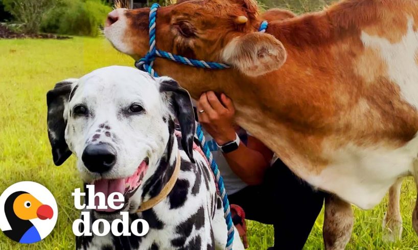 Rescue Cow Didn't Have Any Friends Until He Met a Dalmatian | The Dodo