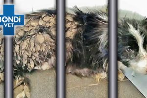 Rescue Dog Locked in Cage His Entire Life 💔  | Vet on the Hill Clips | Bondi Vet