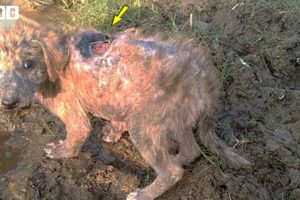 Rescue Dog That's Near Death | Animal Rescue Center