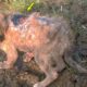 Rescue Dog That's Near Death | Animal Rescue Center