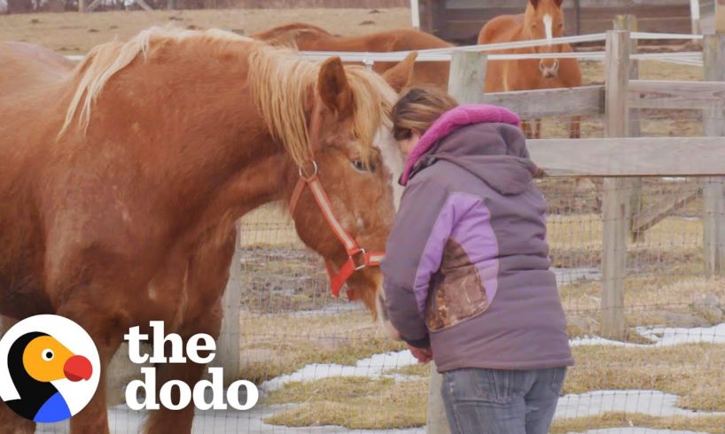 Rescue Horse Who Was Too Scared To Eat Loves Her New Home | The Dodo Adoption Day