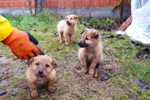 Rescue Of Little Puppies Dumped In The Cold Rain