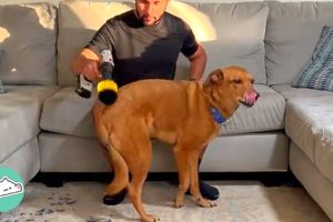 Rescue Pup Scratches His Butt With Literary ANYTHING | Cuddle Dogs