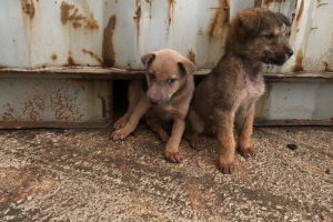 Rescue Story Lonely Puppies Wait on the Street for Someone to Take them Home