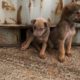 Rescue Story Lonely Puppies Wait on the Street for Someone to Take them Home