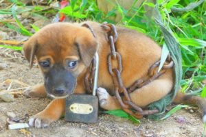 Rescue a puppy stuck by a big rope wrapped around a person in a deserted place