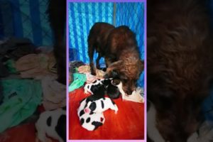 Rescue of poor mother dog and 10 puppies...