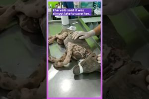 Rescue of street dog with advanced mange