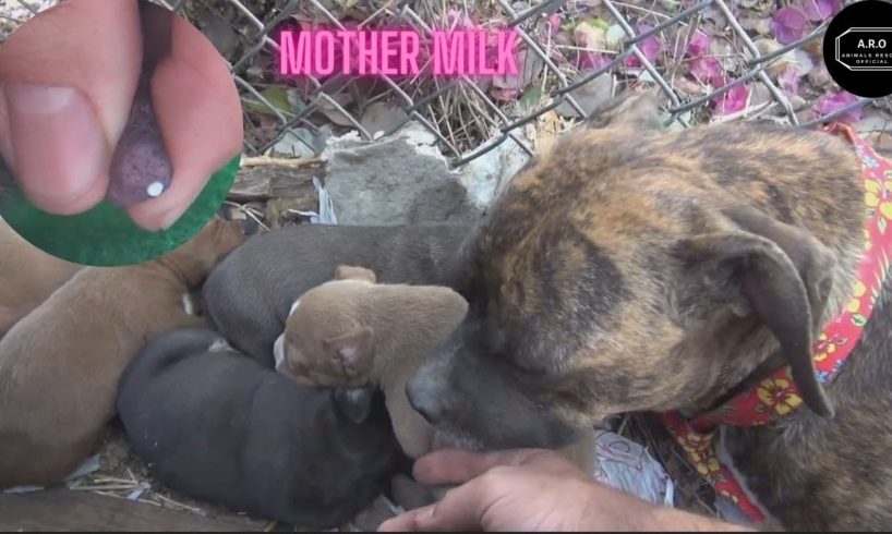 Rescued A Family Of Dogs Who Were Wandering In Search Of Food| Rescue Dog Videos