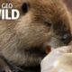 Rescued Animals Have a New Mission | Nat Geo Wild