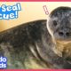 Rescued Seal Does The Funniest Thing When Defending Her Bathtub | Dodo Kids | Rescued!