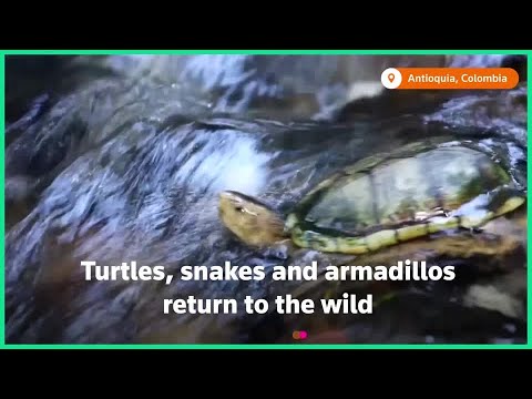 Rescued animals return to the wild in Colombia