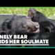 Rescued moon bear finds her forever friend