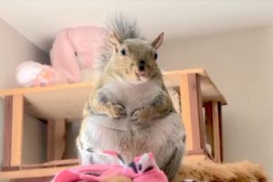 Rescued squirrel is living the spoiled life