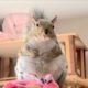 Rescued squirrel is living the spoiled life