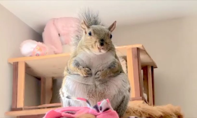 Rescued squirrel is living the spoiled life