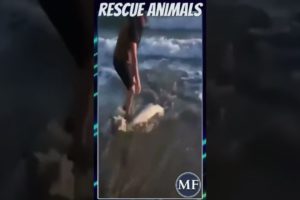 Rescuing Dolphin Stuck on Shore by Pushing it Back Into Water || MEGA FACTS || #shorts