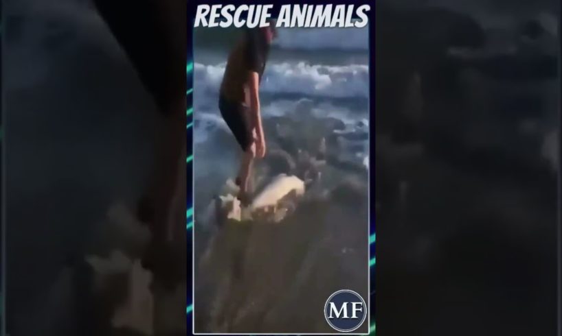 Rescuing Dolphin Stuck on Shore by Pushing it Back Into Water || MEGA FACTS || #shorts