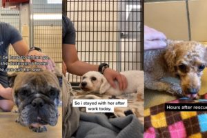 Rescuing and Adopting Dogs 25