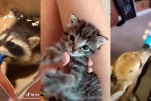 Rescuing animals | TikTok compilation