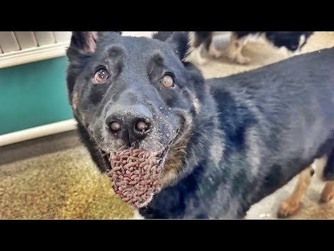SHHh !! Street DOG Just Looking For Food When i Found Him Animal Rescue Video