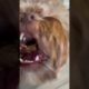 SHORKIE ( SHIhTzU & YORKIE) RED NOSE SHORKIE | top cutest puppies | best dogs | funny dogsviral dog