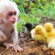 Satisfying video Cute animals - Zozo monkey has fun plays with ducklings