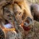 Scary Moment When Hungry Big Cats Attack And Eat Hyena Alive Caught On Camera