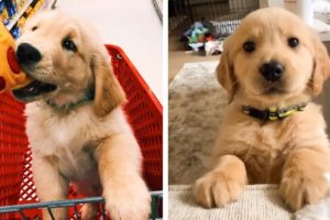 See How Adorable These Golden Puppies Are! Do You Love This Cute Puppies😋😍| Cute Puppies