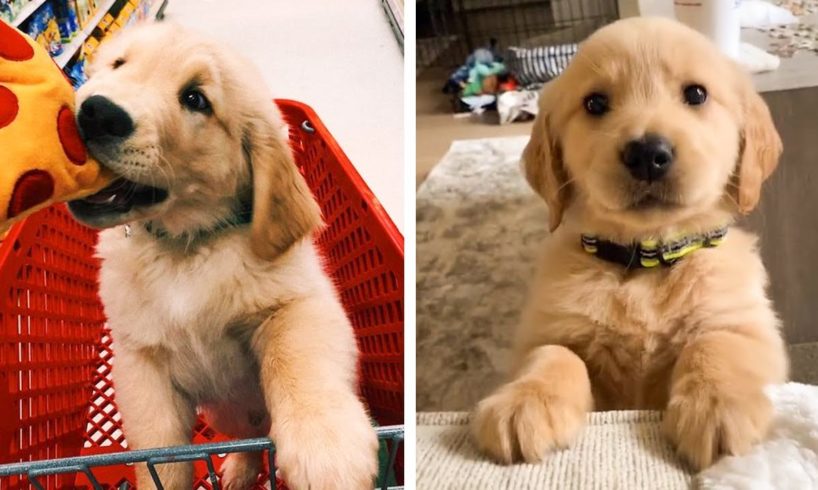 See How Adorable These Golden Puppies Are! Do You Love This Cute Puppies😋😍| Cute Puppies