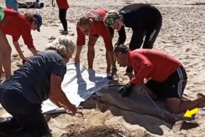 Seriously Injured Dolphin Lucky Get Help by Human - Animal Rescue | Rescue Stories