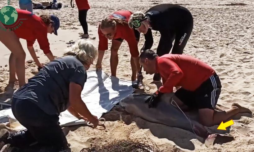 Seriously Injured Dolphin Lucky Get Help by Human - Animal Rescue | Rescue Stories