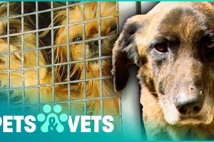 Seven Dogs Rescued From Horrible Care | Animal Rescue | Pets & Vets