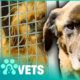 Seven Dogs Rescued From Horrible Care | Animal Rescue | Pets & Vets