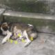 She Shivered, Gave Birth to 6 Puppies on The Sidewalk Because She Couldn't Walk Anymore