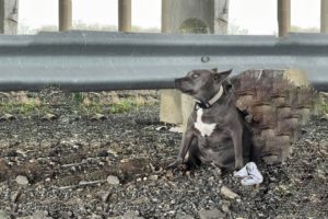 She Still Waiting for The Owner After Being Completely Abandoned on The National Highway