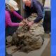 Sheep Rescued From Mountain Looks So Different Now | The Dodo Faith = Restored