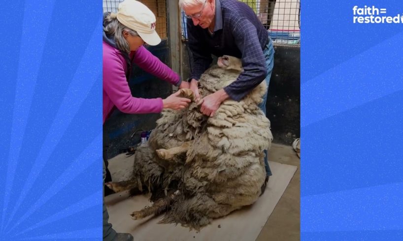 Sheep Rescued From Mountain Looks So Different Now | The Dodo Faith = Restored