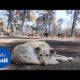 Shelter in Greece helps rescued animals stranded by wildfires